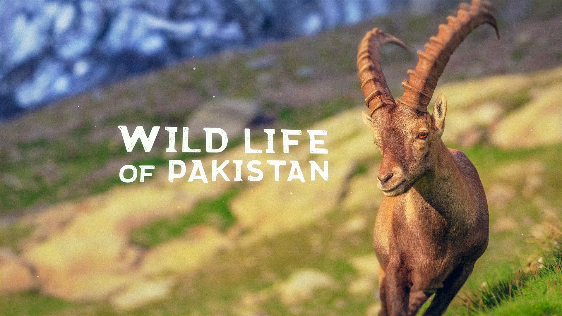 Wild Life of Pakistan