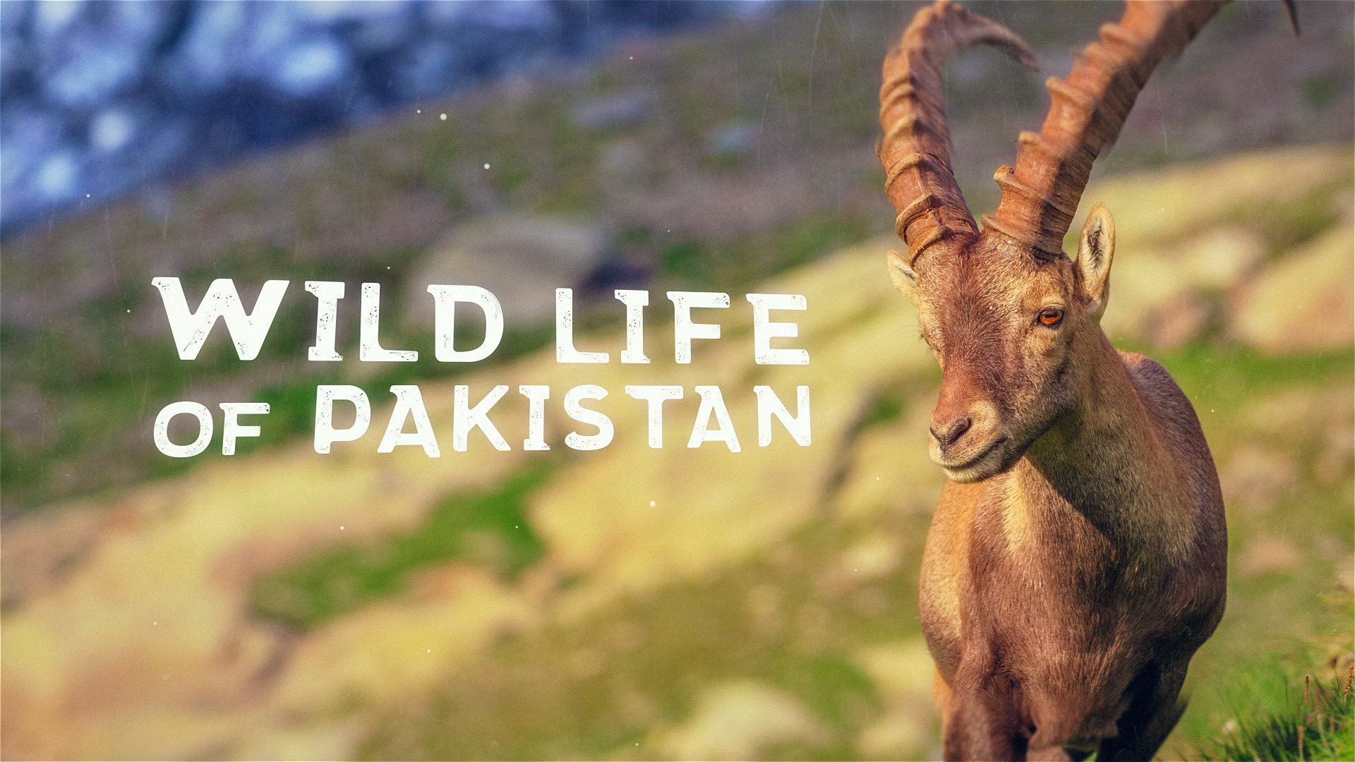 Wild Life of Pakistan