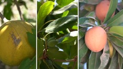 Hamari Zameen - Bail Gari Fruit