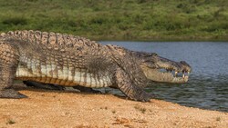 Hamari Zameen - Crocodile