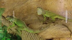 Hamari Zameen - Chameleon