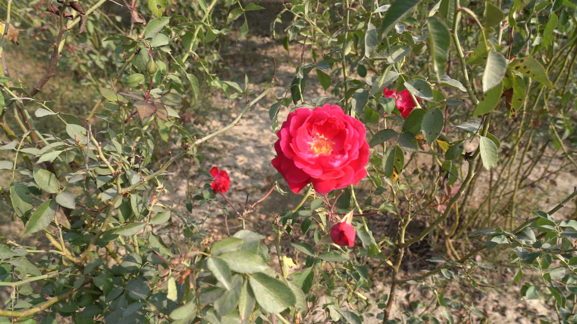 Hamari Zameen